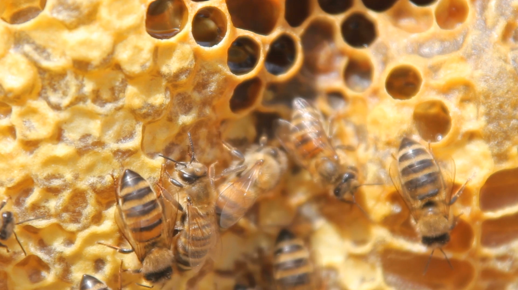 벌통 관리하는 모습